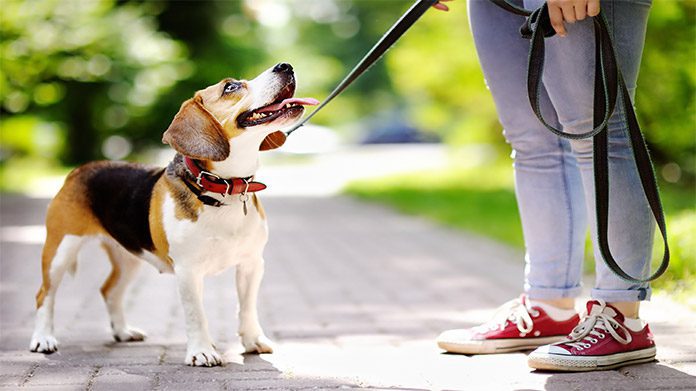 How to Start a Business Dog Walking 