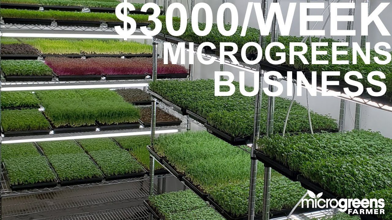 How to Start Microgreens Business 
